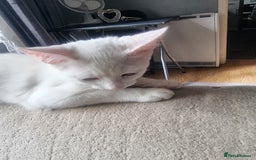 Bengal cats for sale: Male kitten pure white for sale - Image 4