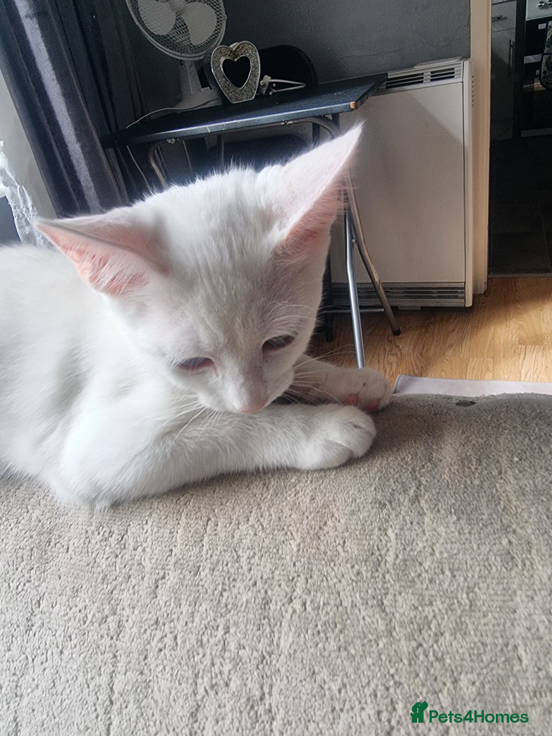 Bengal cats for sale: Male kitten pure white for sale - Image 4