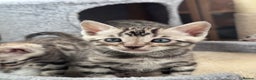 Bengal cats for sale: Ready mid March. Stunning TICA-registered Bengals  - Advert 9