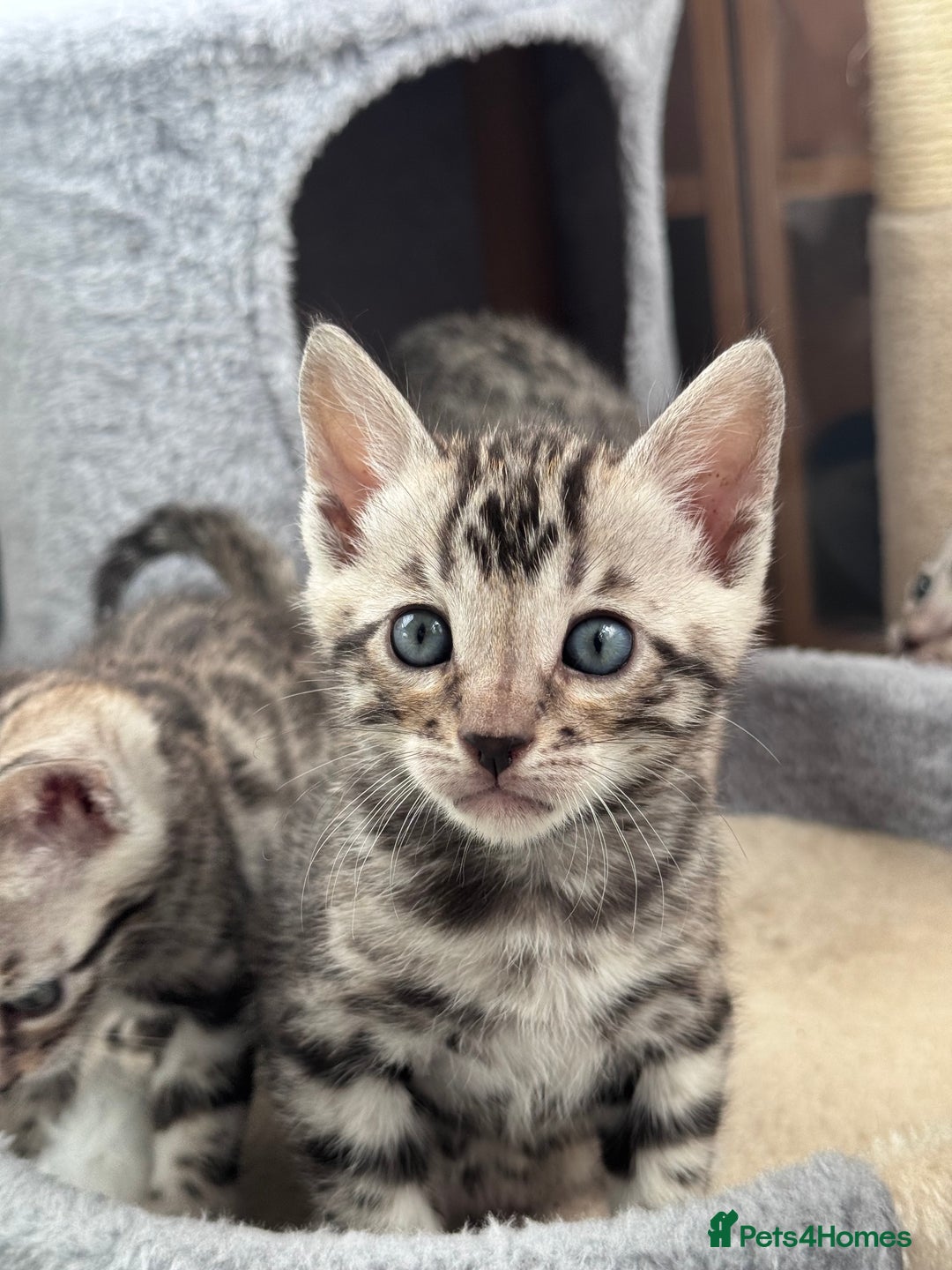 Bengal cats for sale: Ready mid March. Stunning TICA-registered Bengals  - Advert 9