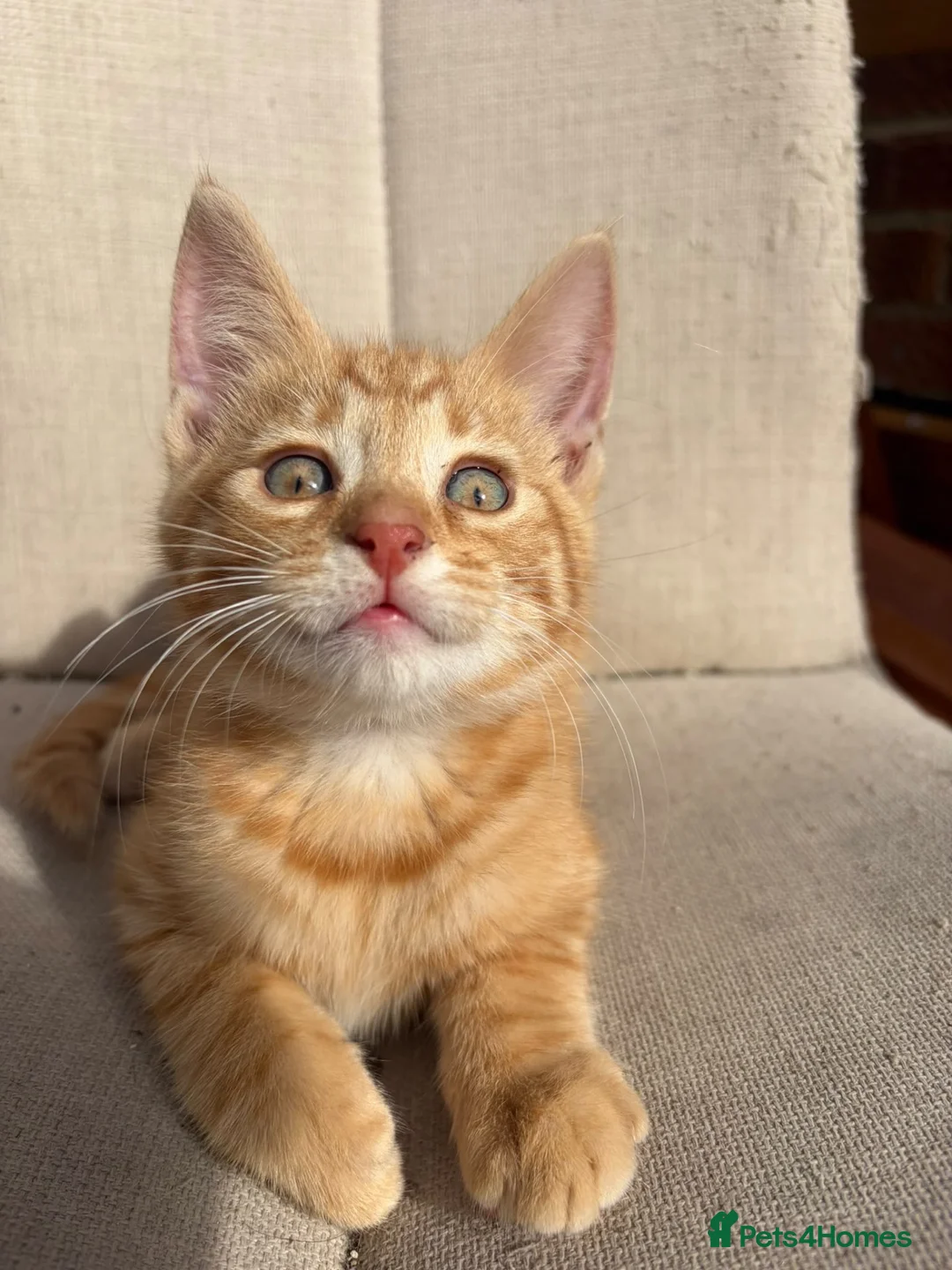 Mixed Breed cats for sale: Gorgeous ginger kittens - Advert 2