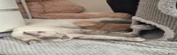 Scottish Fold cats for sale: Adorable scottish fold kittens  - Advert 3