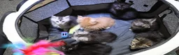 Maine Coon cats for sale: beautiful Maine coon kittens (2 poly) - Advert 4