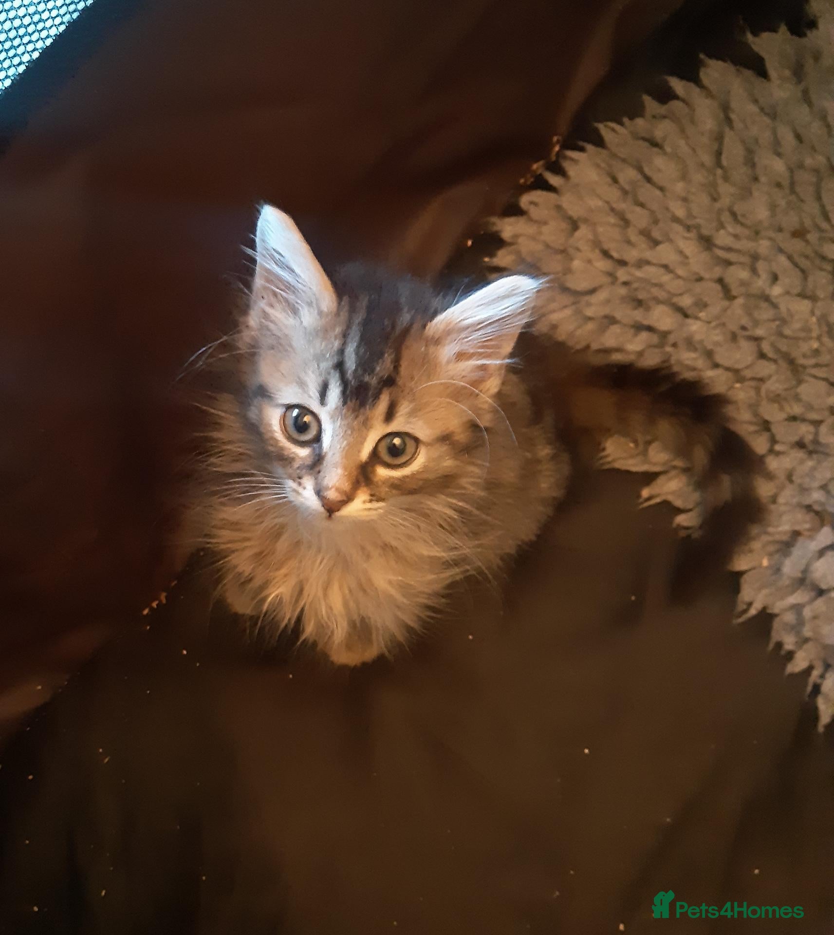 Mixed Breed cats Gorgeous rescue kittens - Advert 1