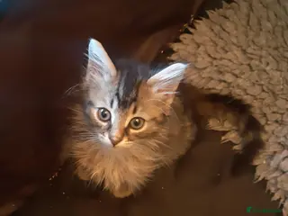 Mixed Breed cats Gorgeous rescue kittens - Advert 1