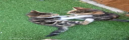Bengal cats for sale: Half bengal kittens  - Advert 2