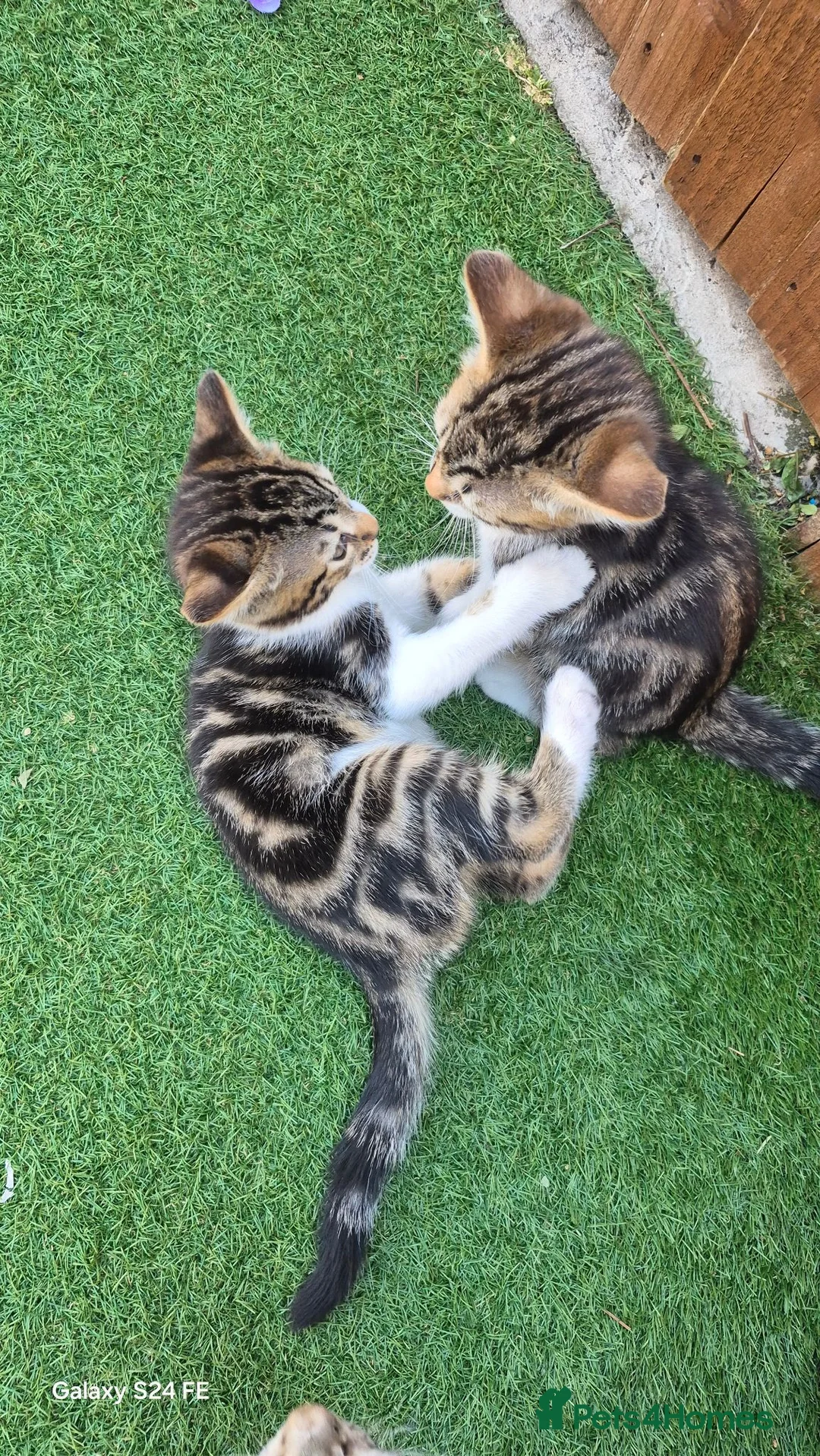 Bengal cats for sale: Half bengal kittens  - Advert 2
