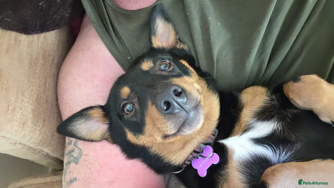 Mixed Breed dogs for sale: Mixed breed  puppies  in Southampton - Advert 1