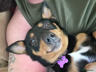 Mixed Breed dogs Mixed breed puppies - Advert 10