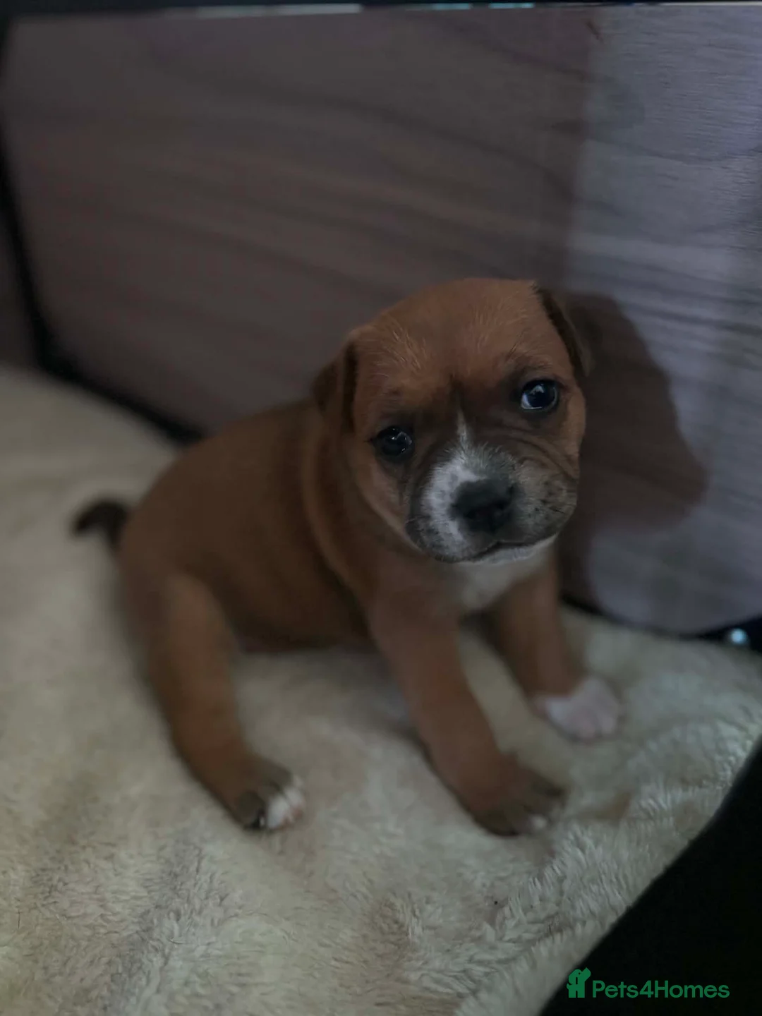 Staffordshire Bull Terrier dogs for sale: KC Staffordshire Bull Terrier in Ipswich - Advert 2