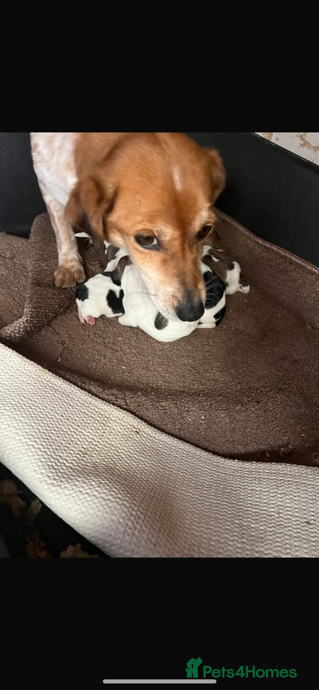 Jack Russell dogs for sale: Jack Russell pups in Bilston - Image 2