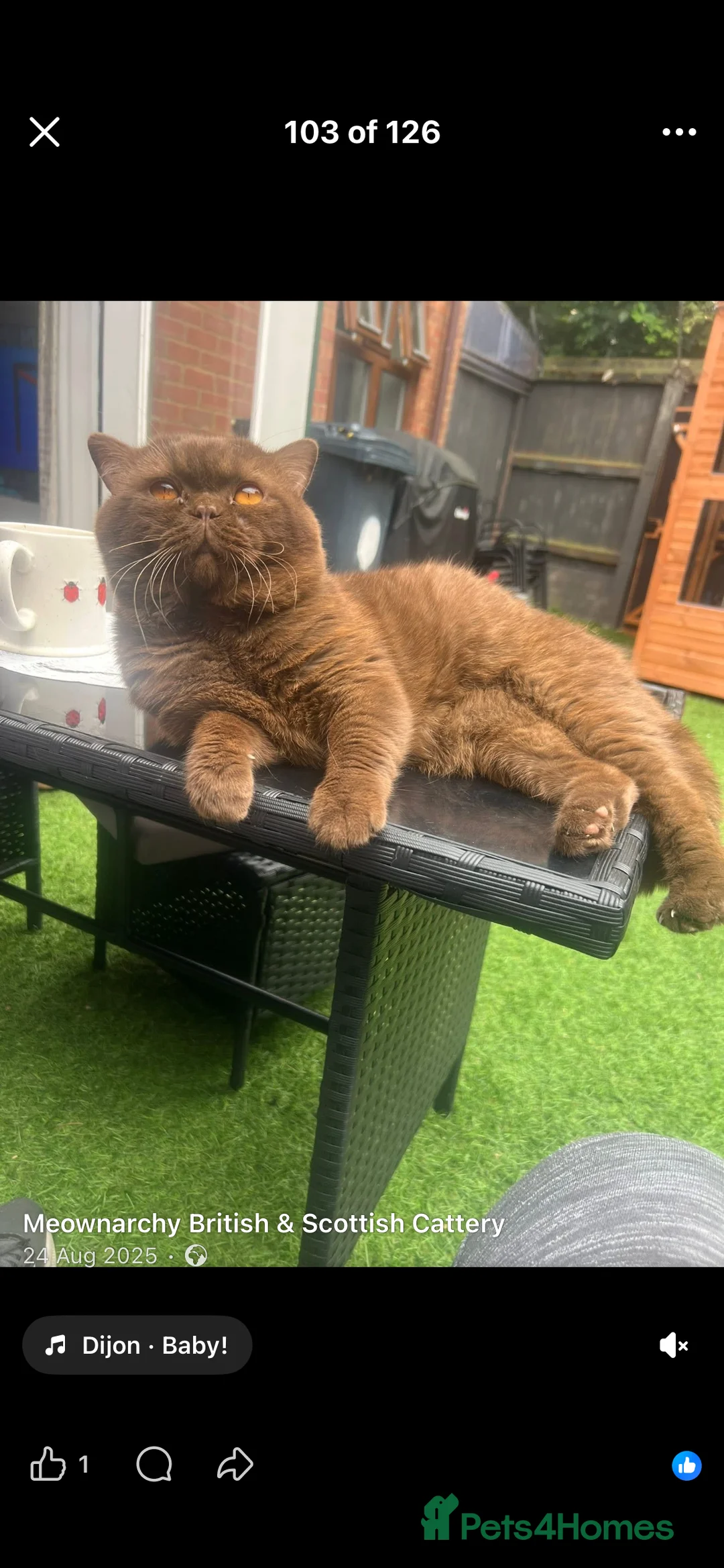 British Shorthair cats for sale: Active chocolate British short hair male - Advert 24