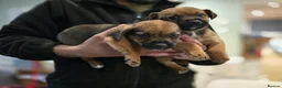 Mixed Breed dogs for sale: Puppies - Advert 9