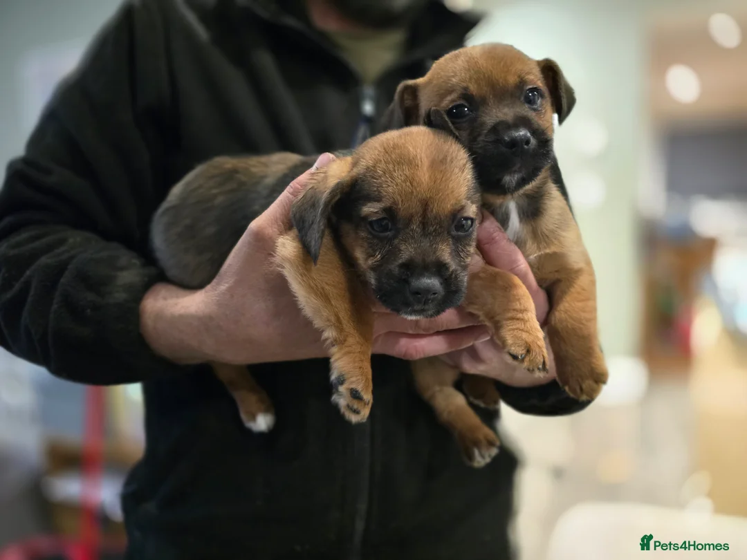 Mixed Breed dogs for sale: Puppies - Advert 9