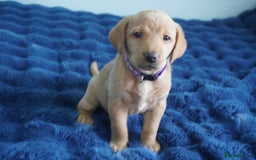 Labrador Retriever dogs for sale: Stunning KC Fox Red & Yellow Labrador Puppies - Image 6