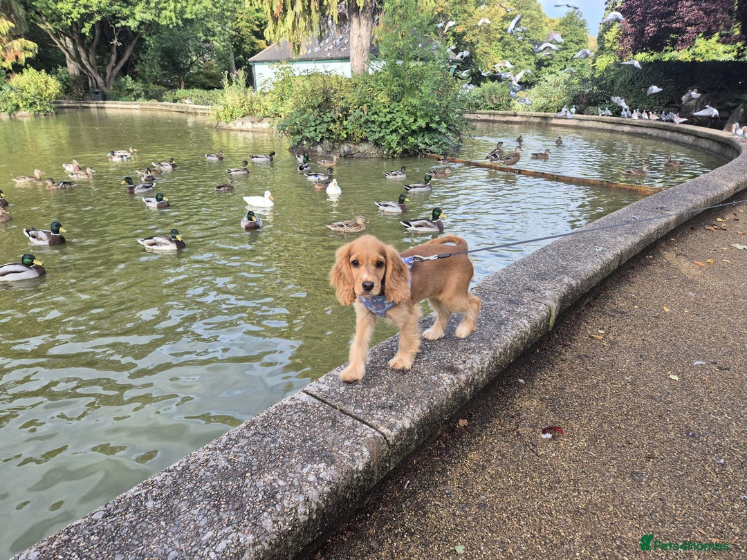 Cocker Spaniel dogs for sale: Female Cocker spaniel - Advert 3