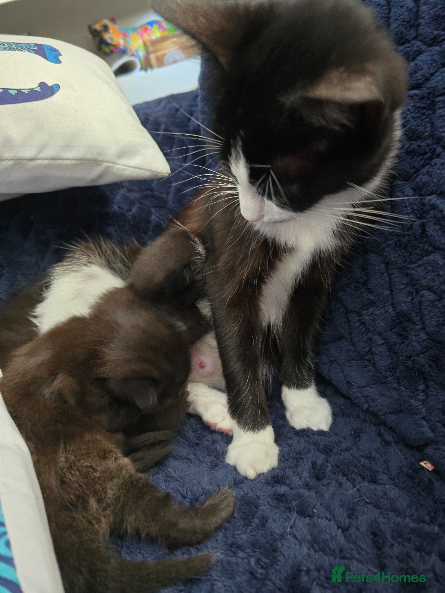 Mixed Breed cats All black kittens  - Advert 15