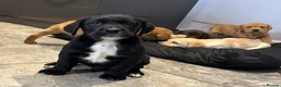 Labrador Retriever dogs for sale: Labrador puppies in Bishop Auckland - Advert 10