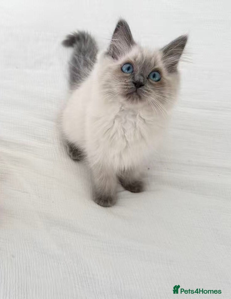 Ragdoll cats for sale: 🐾Stunning Ragdoll Kittens🧬DNA🏆ChampParents🐾 - Advert 21
