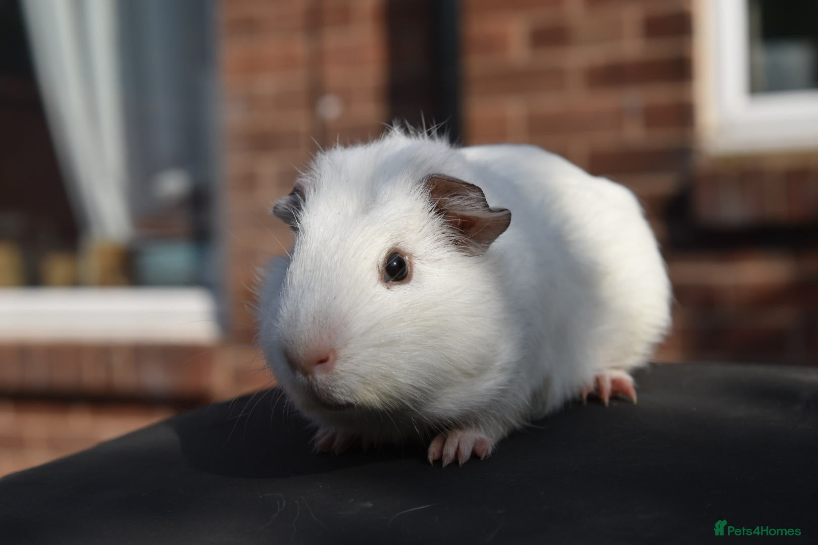 Guinea Pig rodents for sale: Guinea Pigs Looking For New Homes - Advert 5
