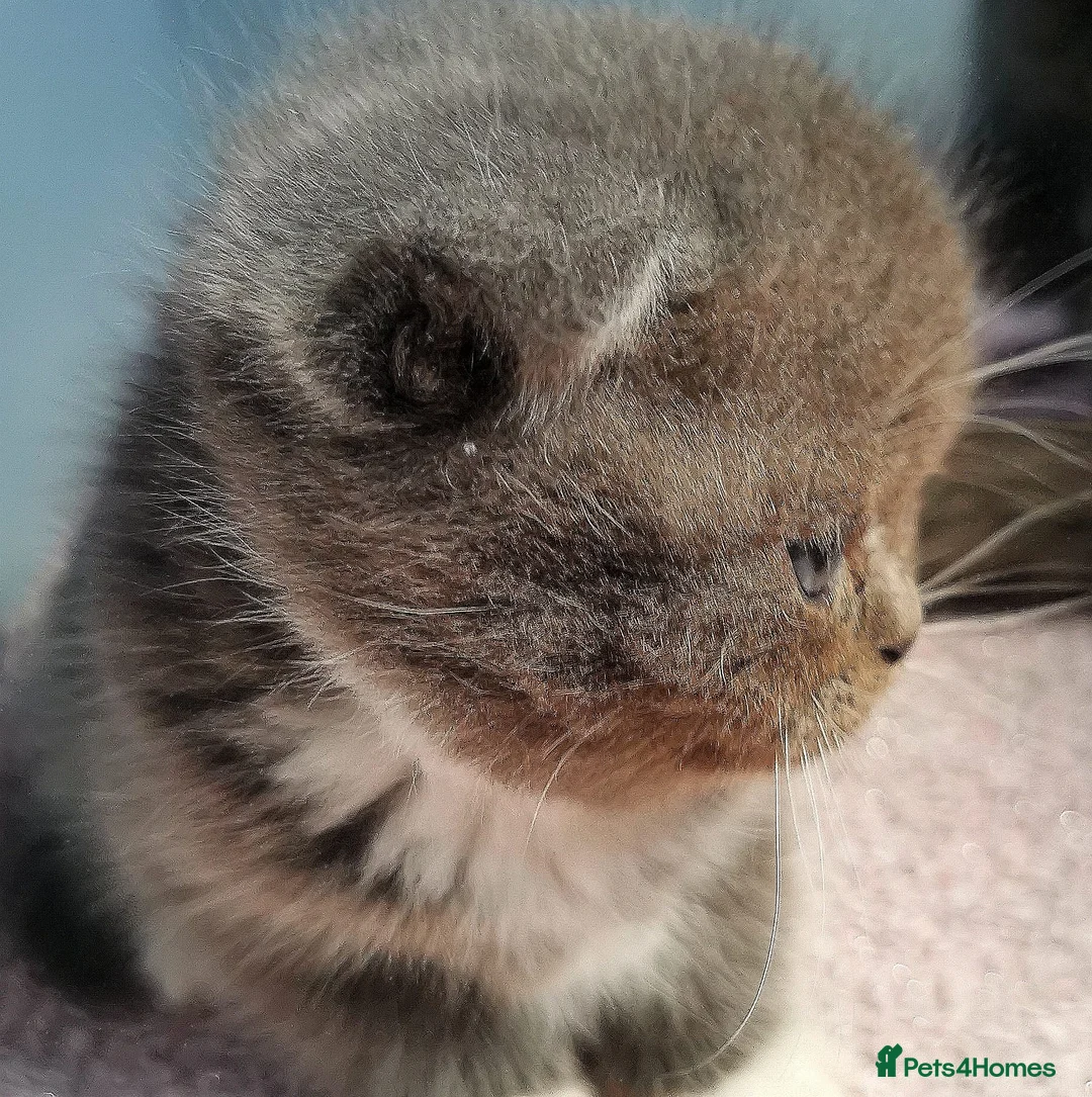 Mixed Breed cats for sale: ❤️Luxury Chinchilla Persian Scottish Fold Kittens - Advert 3