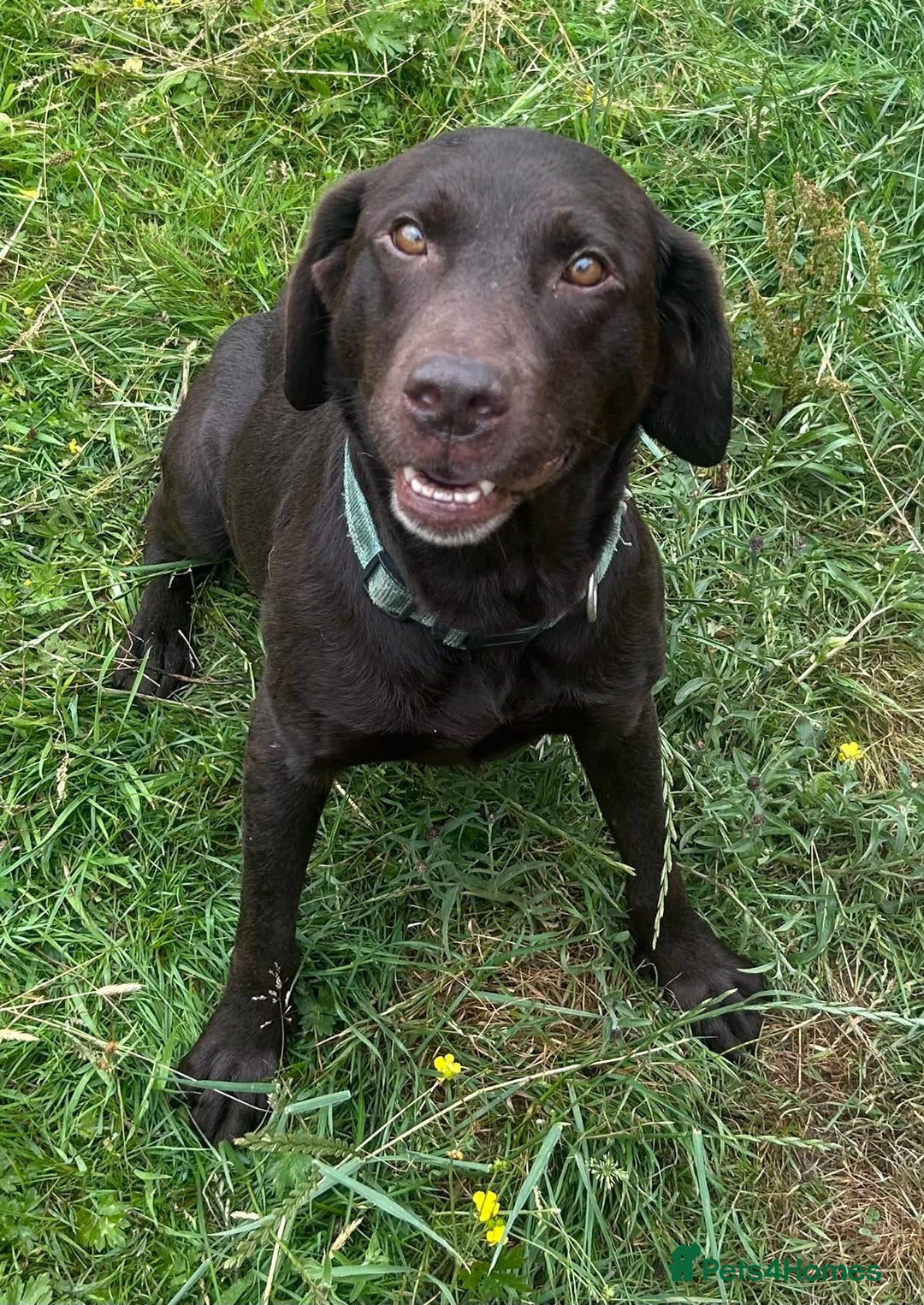 Labrador Retriever dogs for sale: Outstanding litter of Chocolate Labradors  - Advert 9