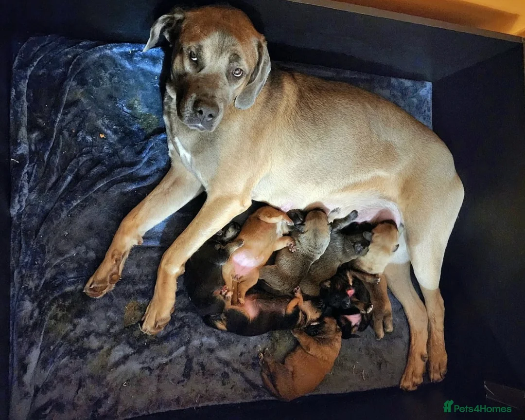 Bandog dogs for sale: 4 Beautiful Mastiff cross American bulldogs  in Darwen - Advert 2
