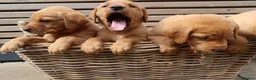 Labrador Retriever dogs for sale: Beautiful KC Registered Labrador Puppies - Advert 9