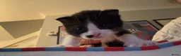Scottish Fold cats for sale: 3 Scottish Fold Kittens 8 JUNE - Advert 13
