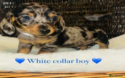 Miniature Dachshund dogs for sale: Stunning miniature daschund puppies  - Image 16