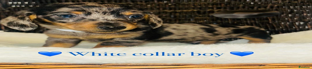 Miniature Dachshund Puppy 1