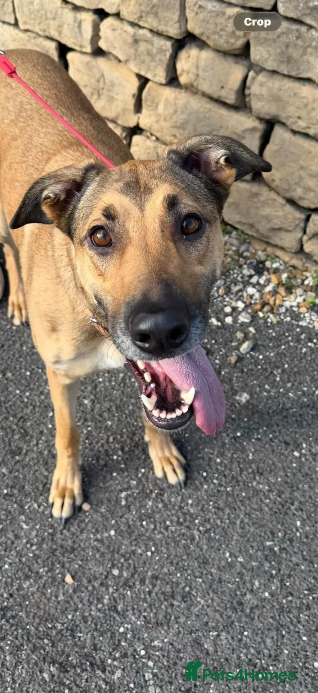 Mixed Breed dogs for adoption: Bonnie - Advert 8