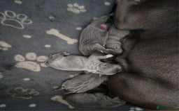 Staffordshire Bull Terrier dogs for sale: 4 Chunky blue pups - Image 20
