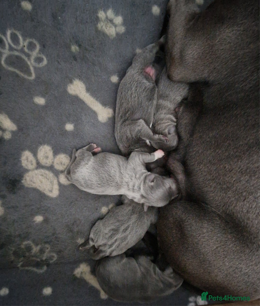 Staffordshire Bull Terrier dogs for sale: 4 Chunky blue pups - Image 20