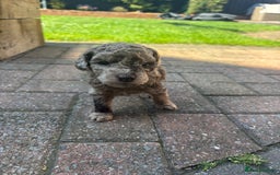 Miniature Poodle dogs for sale: Miniature poodles REDUCED READY TO LEAVE NOW  - Image 17