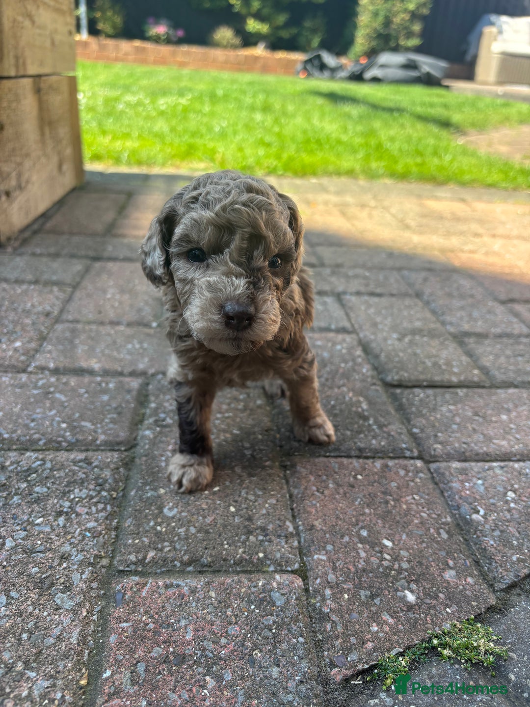 Miniature Poodle dogs for sale: Miniature poodles REDUCED READY TO LEAVE NOW  - Image 17