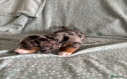 Miniature Dachshund dogs for sale: 5 beautiful miniature dachshunds for sale - Image 29