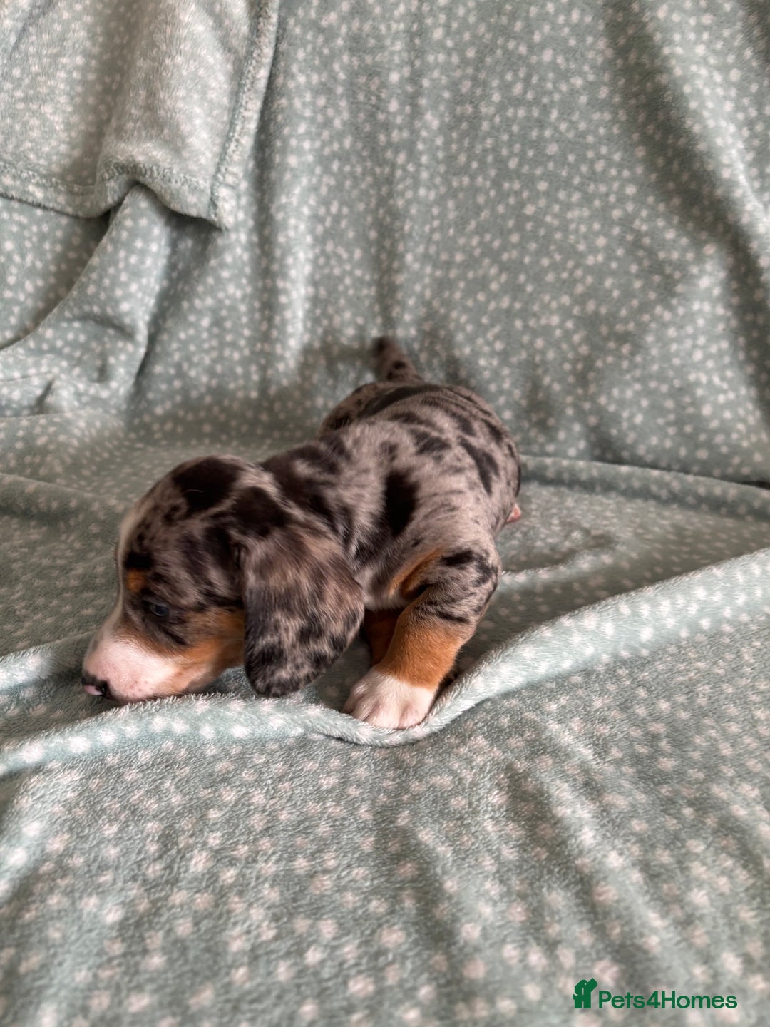 Miniature Dachshund dogs for sale: 5 beautiful miniature dachshunds for sale - Image 29