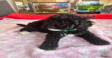 Toy Poodle dogs - Advert 6