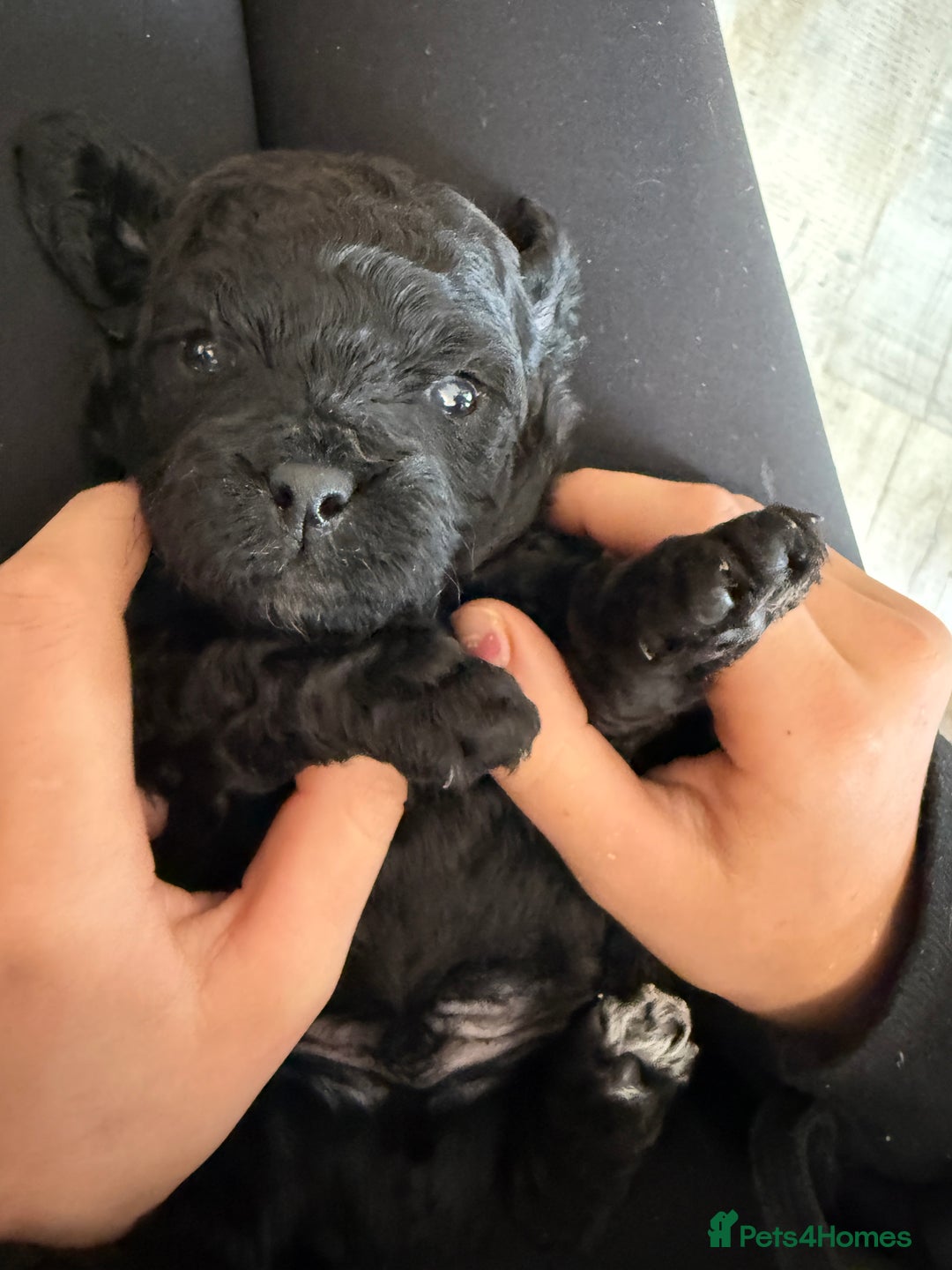 Shihpoo dogs for sale: ✨ Beautiful Shihpoo Puppies ✨  - Image 5