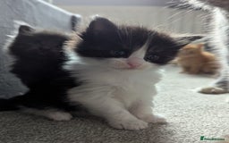 Maine Coon cats for sale: Maine Coon Kittens - Image 17