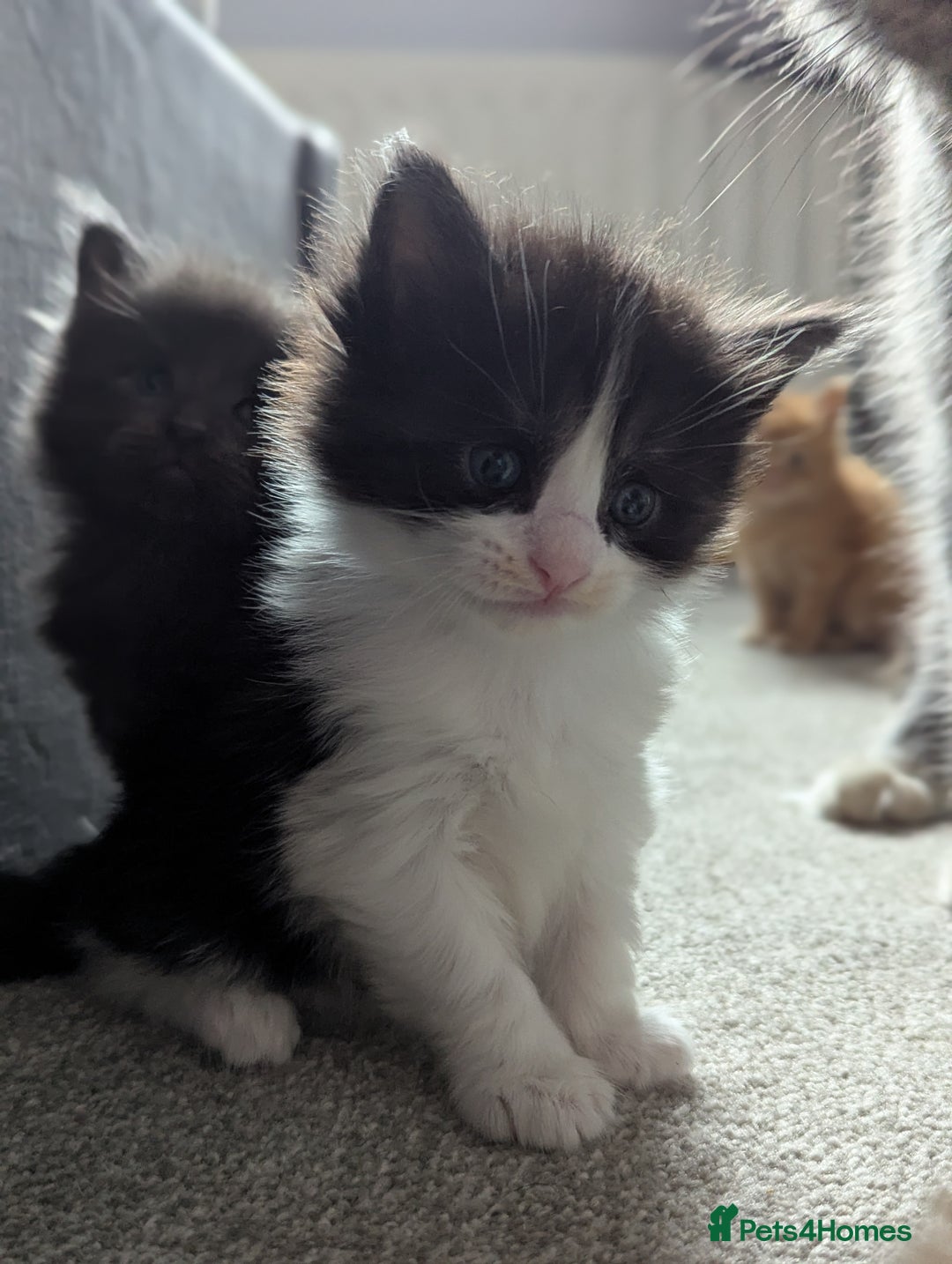 Maine Coon cats for sale: Maine Coon Kittens - Image 17