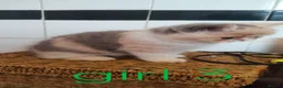 Exotic cats for sale: Beautiful Exotic shorthair kittens  - Advert 1