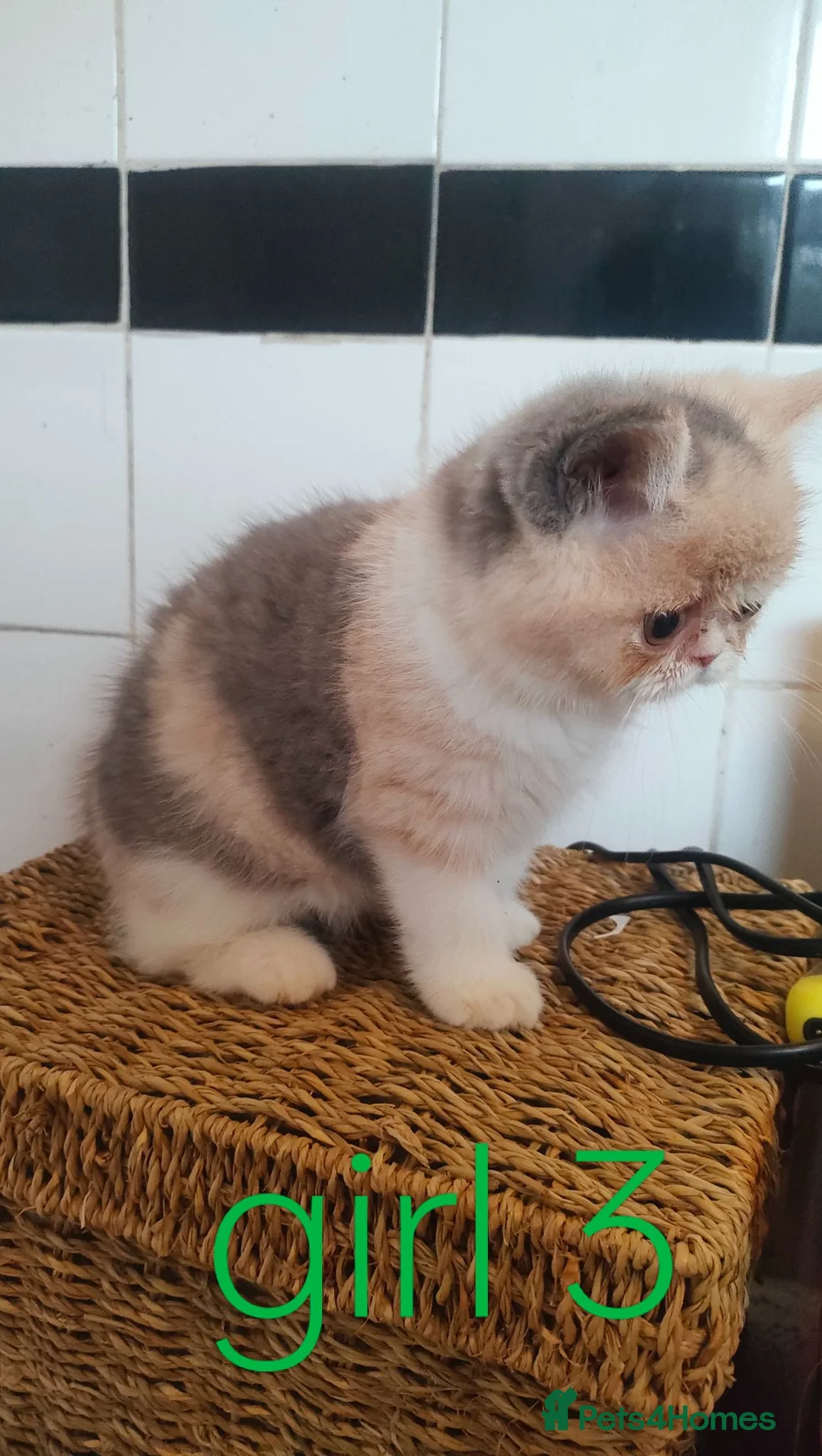 Exotic cats for sale: Beautiful Exotic shorthair kittens  - Advert 1