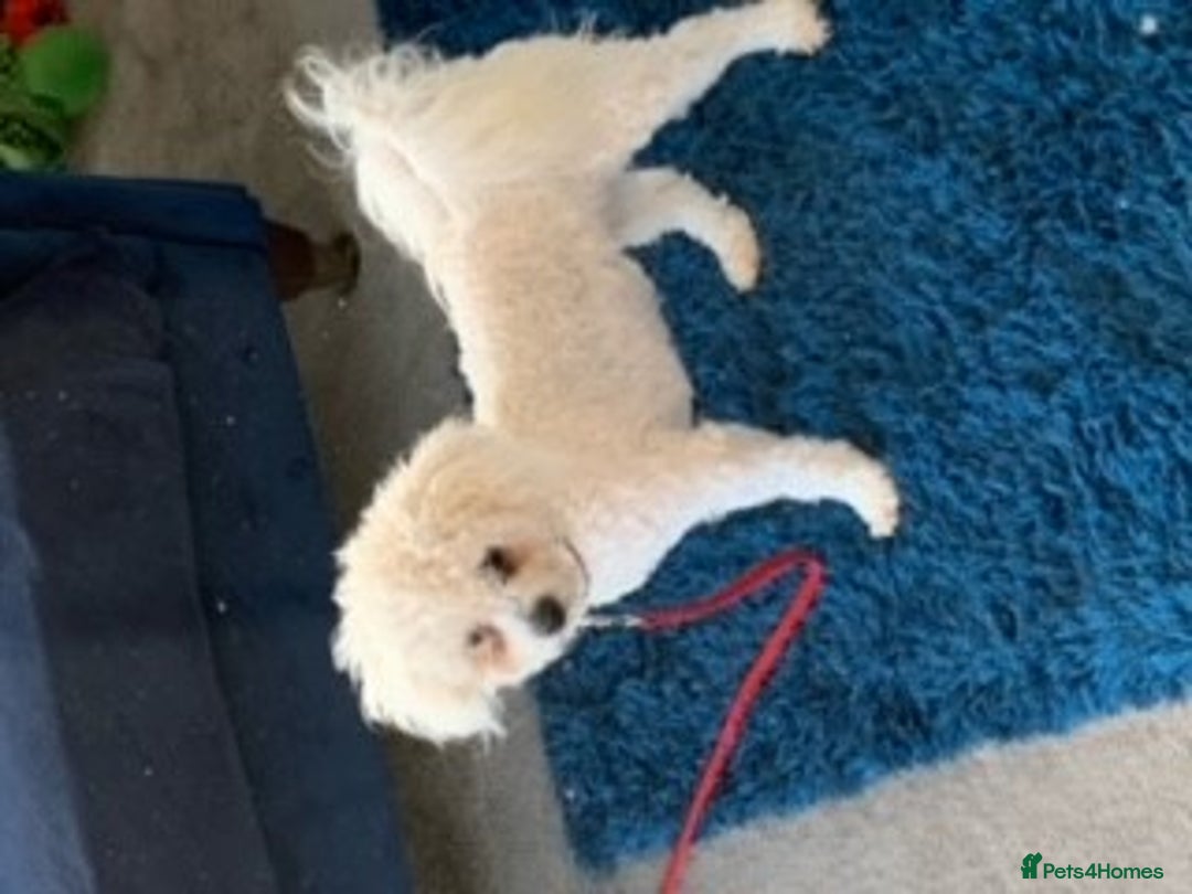 Bichon Frise dogs for stud: kc registered bichon frise for stud in Southampton - Image 4