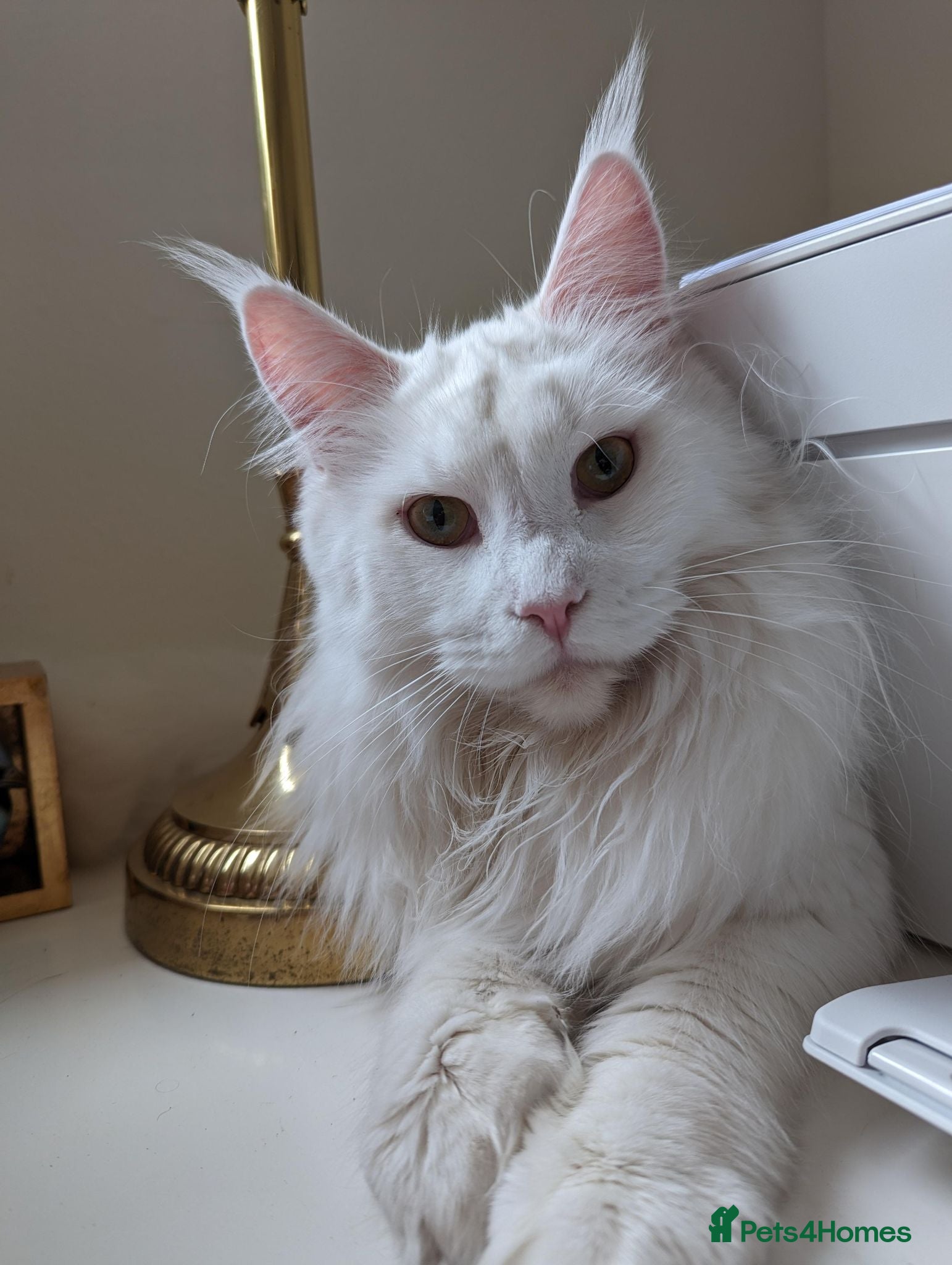 Maine Coon cats Beautiful Queen Snowy - Advert 1