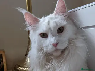 Maine Coon cats Beautiful Queen Snowy - Advert 1