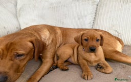 Labrador Retriever dogs for sale: KC Registered Labrador Puppies - Call  **  - Image 4