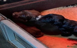 Cocker Spaniel dogs for sale: Litter of beautiful KC registered working cockers - Image 9