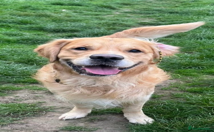 Golden Retriever dogs - Advert 9